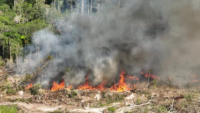 Details of flames burning in Amazon rainforest wild fire - cinematic aerial shot