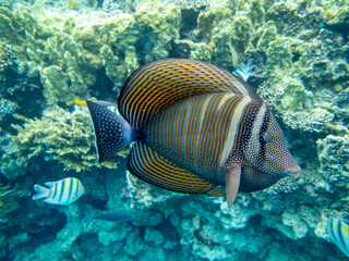 Zebrasoma desjardinii in a Red Sea coral reef