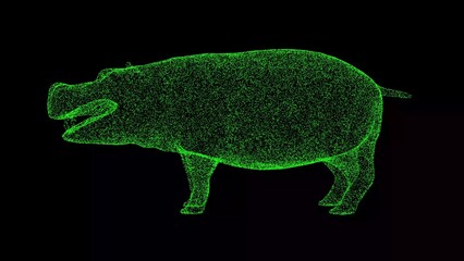 3D hippopotamus on black bg. Wild animal in the nature habitat. African wildlife. Travel and tourism. Dangerous big animal. For title, text, presentation. 3D animation.