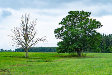 Fototapeta na wymiar Two oaks in the middle of the meadow. One withered the other green. Contrasting Oak Trees in a Meadow: One Thriving, One Withered. Symbolic Scene of Life and Decay: Oak Trees in a Grassy Field