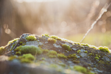 moss on the rocks