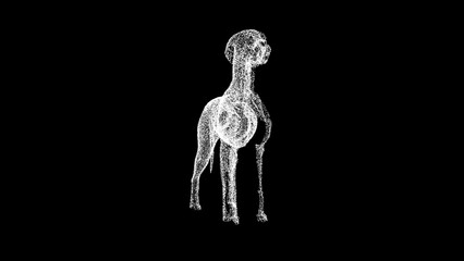 3D dog anatomy on black background. Dog skeleton animal medical anatomy. For title, text, presentation. 3d animation.