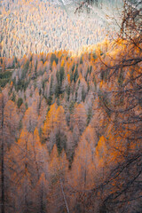 Autumn leaves in mountain landscape in The Dolomites South Tyrol Italy