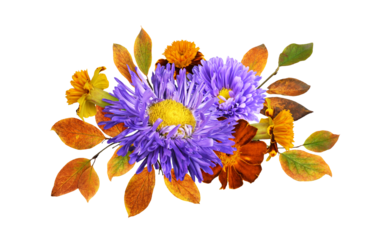 Autumn floral arrangement with purple asters, ginger marigold flowers and colorful leaves isolated on white or transparent background. Seasonal concept.