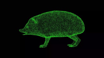 3D hedgehog on black bg. Wild animals concept. Protection of the environment. For title, text, presentation. 3d animation.