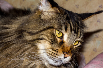 Portrait of a gray Maine Coon cat named Fedor