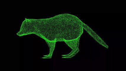 3D Raccoon on black bg. cute funny raccoon. Wild animals concept. Protection of the environment. For title, text, presentation. 3d animation.