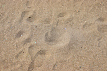 Abstract background beach sand with foot print marks