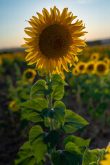 A sunflower in focus stands tall in a field of sunflowers.