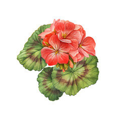 Red flower of garden plant geranium (also known as Pelargonium hortorum, hybrid geranium, storksbills). Watercolor hand drawn painting illustration isolated on a white background. - 640143586