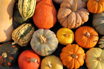 Squashes and pumpkins. - 640144161