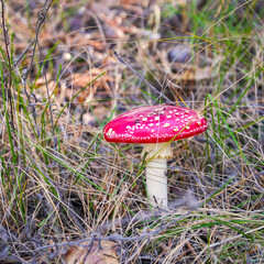 A beautiful fly agaric grows in the forest among the grass in the meadow in the forest