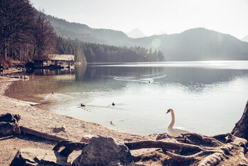 swan on the lake