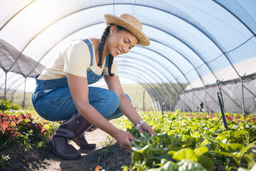 Plants, agriculture and woman farming in a greenhouse for health and sustainability. Young person...