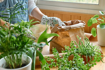 Woman's hands repotting Staghorn fern (Platycerium bifurcatum), pouring soil for plant in the pot,...