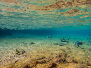 Shallow water with coral reef inhabitants in the Red Sea