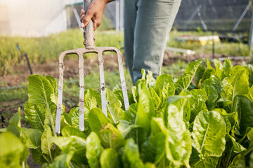 Farm, fork and farmer in a spinach garden working on sustainable produce for organic agriculture or...