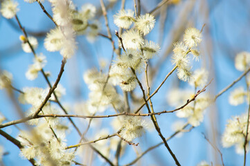 branches against blue sky