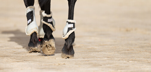 The horse runs on the sandy road the detail of the hooves