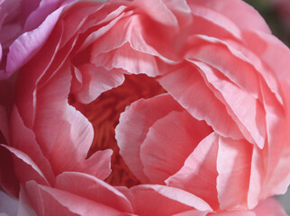 Pink peony flower background