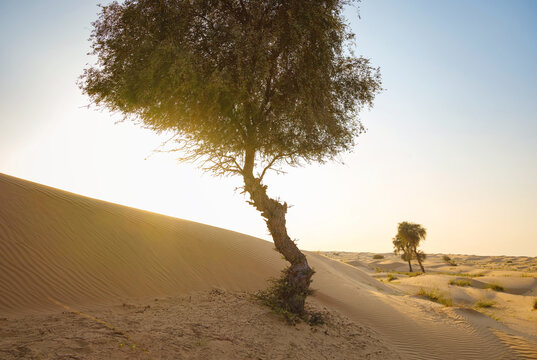 Large old and tree on dry desert land, Fantastic view of Landscape with Sand Dune at sunset, Liwa Oasis, Abu Dhabi, UAE. Water crisis and World Climate change.
