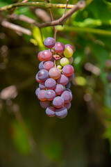 Bunches of wild red wine grapes hang ,sunlight, autumn. closeup