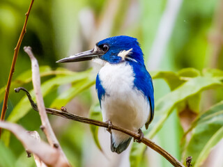 Little Kingfisher in Queensland Australia