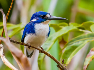 Little Kingfisher in Queensland Australia
