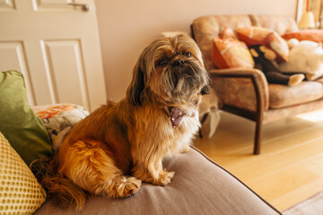 shih tzu dog sitting on sofa at home .Free and happy time with pets at home concept