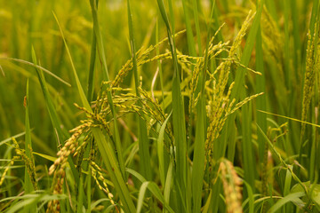 Closeup of yellow paddy rice field.