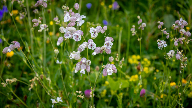 The beautiful flowers of the silene vulgaris also known as bladder campion or maidenstears, photo taken in the mountains of the French Vosges