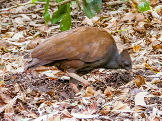 Fototapeta premium Orange-footed Megapode in Queensland Australia