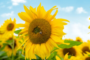 Blue sky  over a sunflower field in Yorkshire in summer Organic and natural flower background.