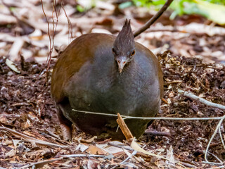 Orange-footed Megapode in Queensland Australia
