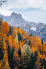 Autumn leaves in mountain landscape in The Dolomites South Tyrol Italy
