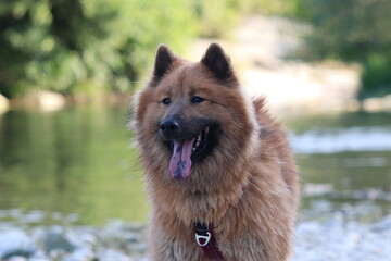 Un chien au bord de la rivière