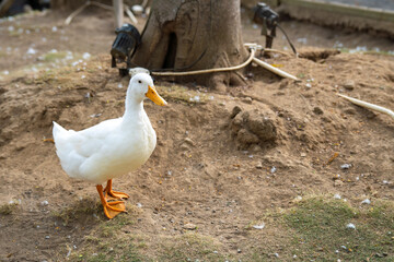 White duck standing on the land.