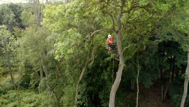 Arborist cutting down tree with petrol chainsaw	