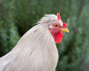 Closeup of white rooster with V comb