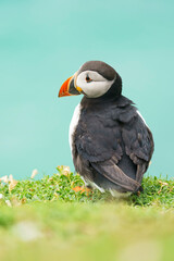 Atlantic puffin (Fratercula arctica) in the wild