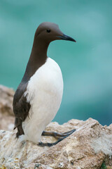 Common murre or common guillemot (Uria aalge)