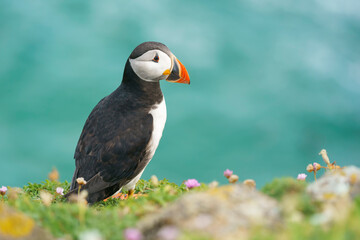 Atlantic puffin (Fratercula arctica) in the wild