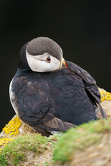 Atlantic puffin (Fratercula arctica) in the wild