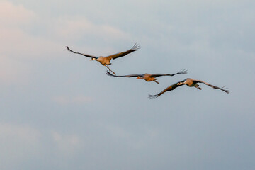 Fliegende Kraniche am Pramort bei Zingst an der Ostsee.