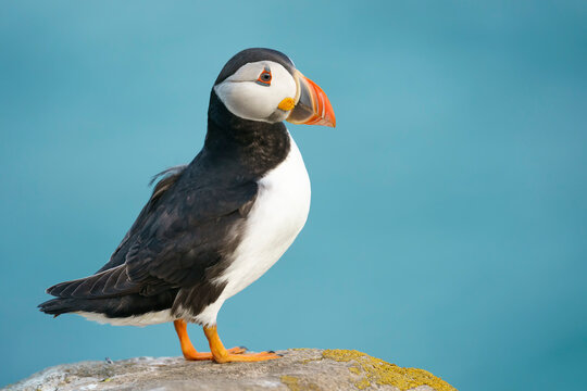 Atlantic puffin (Fratercula arctica) in the wild
