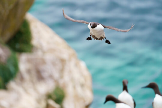 Common murre or common guillemot (Uria aalge)