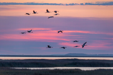 Fototapeta na wymiar Fliegende Kraniche zum Sonnenaufgang am Pramort an der Ostsee.