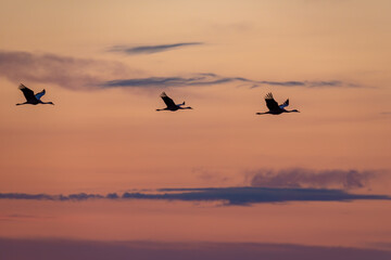 Obraz premium Fliegende Kraniche zum Sonnenaufgang am Pramort an der Ostsee.