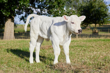 Young white bull calf on meadow