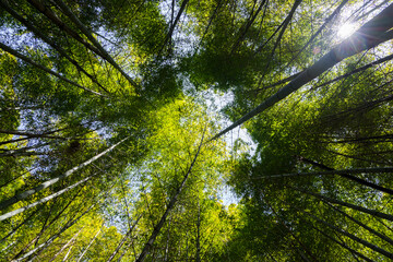 Fototapeta premium Bottom view of bamboo tree forest